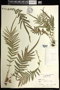 Pteris vittata image