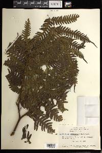 Pteris tripartita image