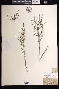 Equisetum palustre image