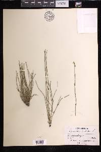 Equisetum palustre image