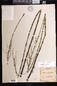 Equisetum fluviatile image