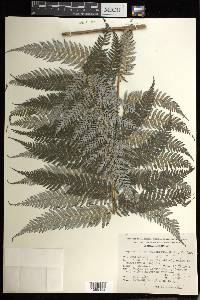 Lophosoria quadripinnata image