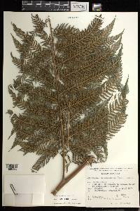 Lophosoria quadripinnata image