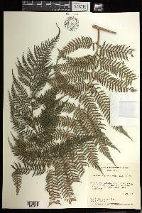 Lophosoria quadripinnata image