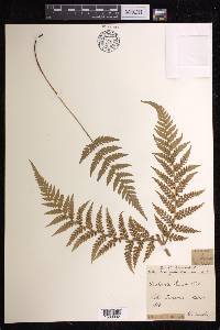 Dicksonia lanata image