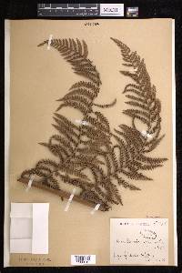 Dicksonia karsteniana image