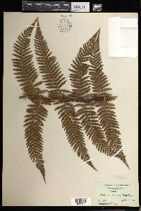 Dicksonia squarrosa image