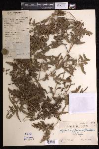 Lygodium japonicum image