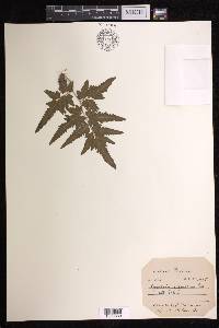 Lygodium japonicum image