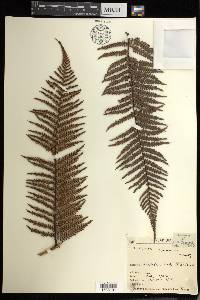 Dicksonia squarrosa image