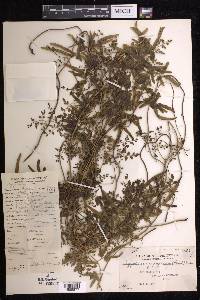 Lygodium japonicum image