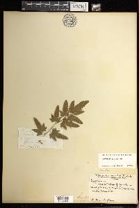 Lygodium venustum image