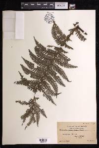 Dicksonia blumei image