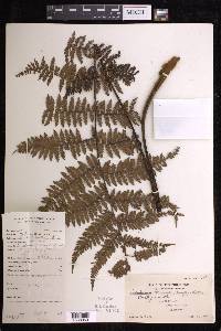 Dicksonia blumei image