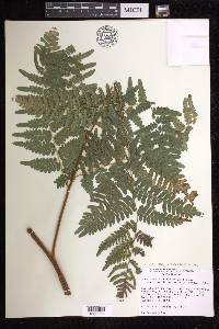 Pteridium aquilinum subsp. pseudocaudatum image