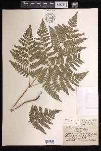 Pteridium aquilinum subsp. latiusculum image