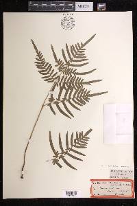 Pteridium aquilinum subsp. pseudocaudatum image