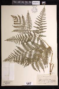 Pteridium aquilinum subsp. latiusculum image