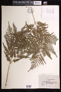 Pteridium aquilinum subsp. pseudocaudatum image