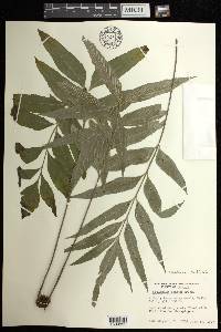 Asplenium kaulfussii image