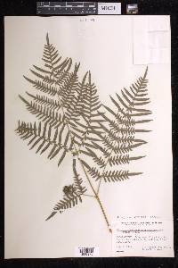 Pteridium aquilinum subsp. pseudocaudatum image