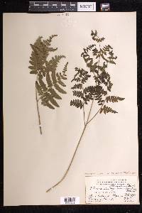 Pteridium aquilinum subsp. latiusculum image