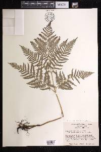 Pteridium aquilinum subsp. pseudocaudatum image