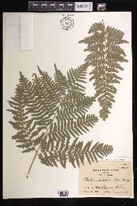 Pteridium aquilinum subsp. latiusculum image