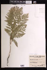 Pteridium aquilinum subsp. latiusculum image