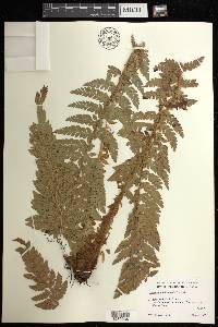 Polystichum hillebrandii image