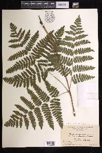 Pteridium aquilinum subsp. latiusculum image