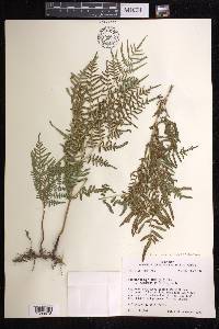 Pteridium aquilinum subsp. pseudocaudatum image