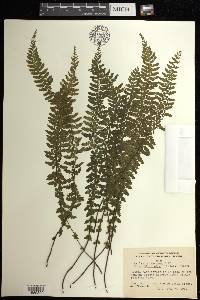 Asplenium macraei image