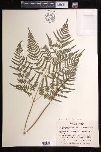 Pteridium aquilinum subsp. pseudocaudatum image