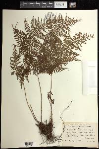 Dryopteris glabra image