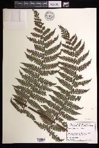 Cyathea tenera image