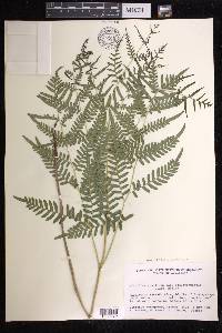 Pteridium aquilinum subsp. pseudocaudatum image