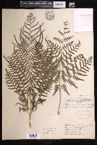 Pteridium aquilinum subsp. pseudocaudatum image