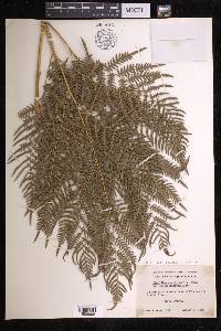 Pteridium aquilinum subsp. pseudocaudatum image