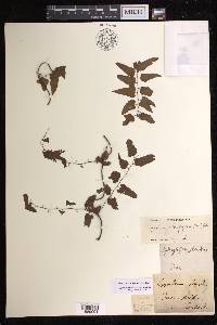 Lygodium microphyllum image