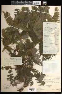 Dicranopteris taiwanensis image