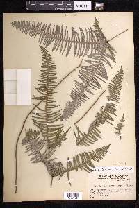 Dicranopteris linearis image