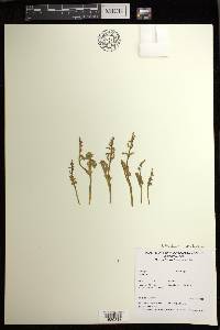 Botrychium neolunaria image