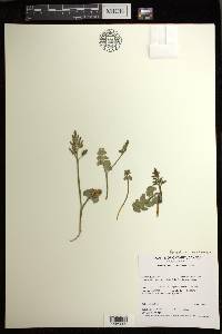 Botrychium neolunaria image