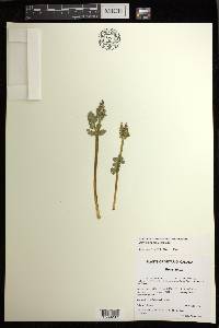 Botrychium pseudopinnatum image