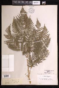 Pteridium aquilinum subsp. latiusculum image