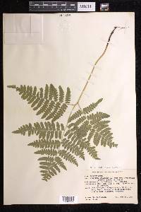 Pteridium aquilinum subsp. latiusculum image