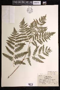 Pteridium aquilinum subsp. latiusculum image