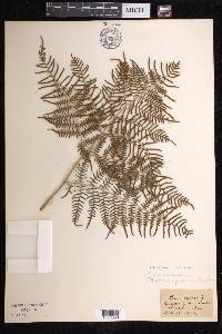 Pteridium caudatum image