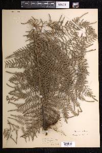 Pteridium caudatum image